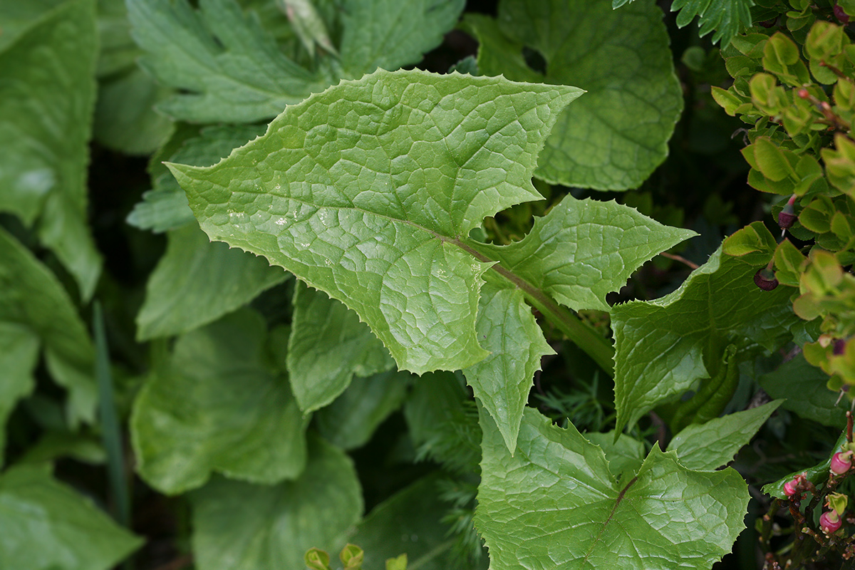 Image of Cicerbita alpina specimen.