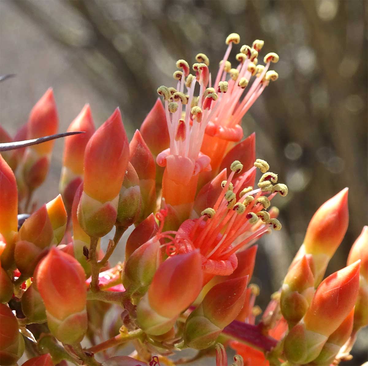 Изображение особи Fouquieria splendens.