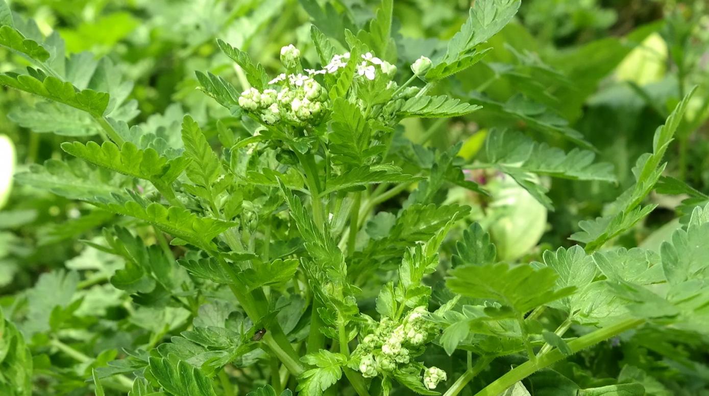 Изображение особи семейство Apiaceae.