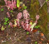 Petasites hybridus