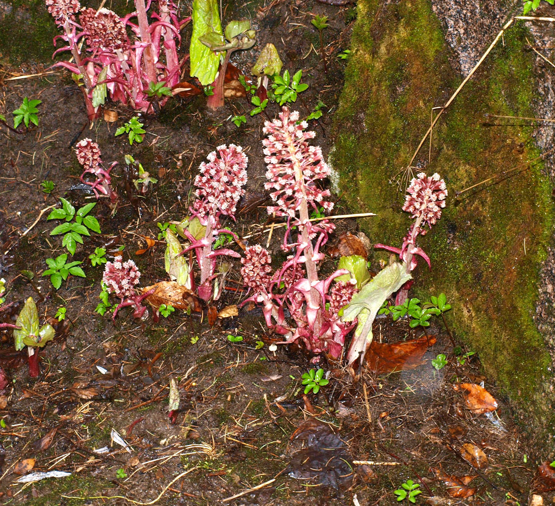 Изображение особи Petasites hybridus.