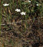 Dianthus ramosissimus