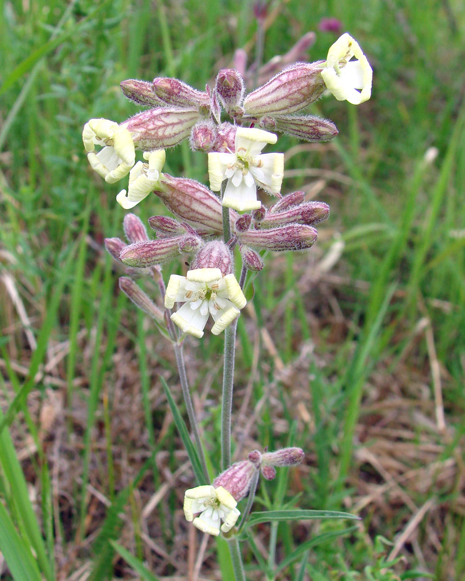 Image of Silene amoena specimen.