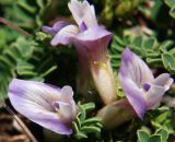 Astragalus buschiorum