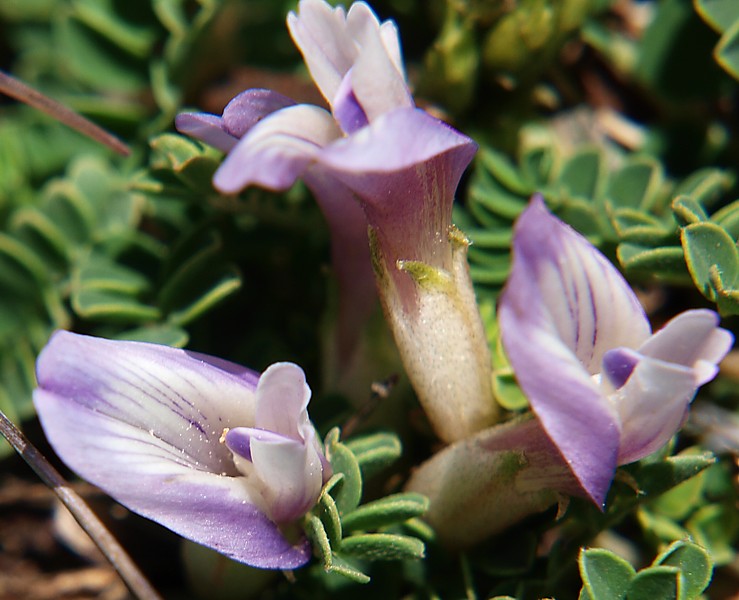 Изображение особи Astragalus buschiorum.