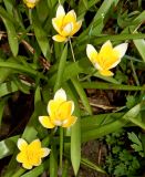 Tulipa tarda