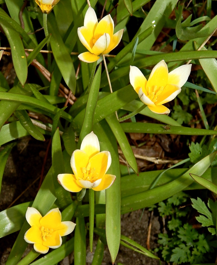 Image of Tulipa tarda specimen.
