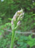 Anacamptis pyramidalis