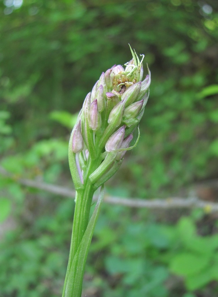 Изображение особи Anacamptis pyramidalis.