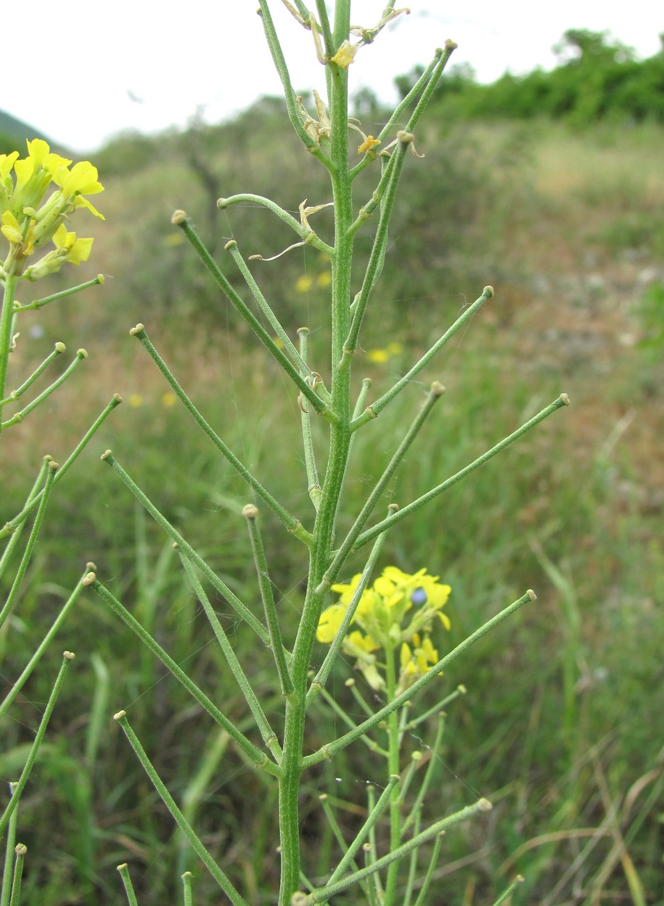 Image of Erysimum collinum specimen.