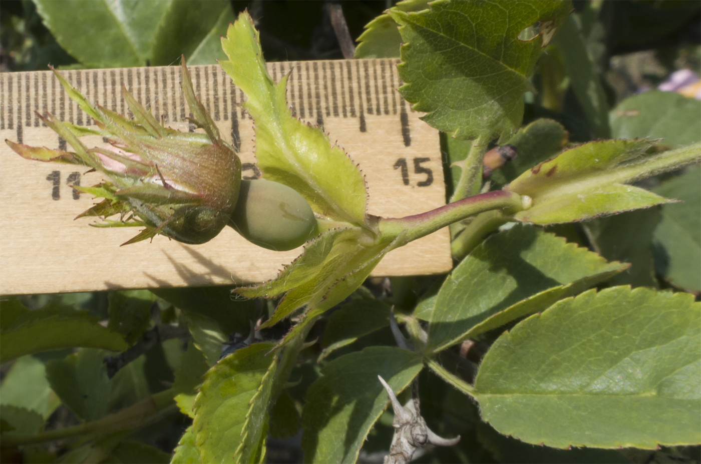 Изображение особи Rosa corymbifera.