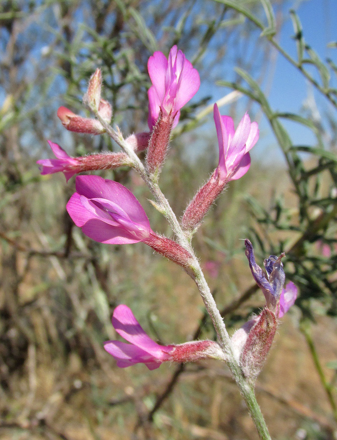 Image of Astragalus barbidens specimen.