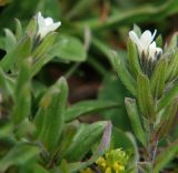 Buglossoides arvensis. Верхушки побегов с соцветиями. Северная Осетия, Алагирское ущелье, окр. пос. Нар, склоны Бокового хребта, 1730 м н.у.м. 07.05.2010.