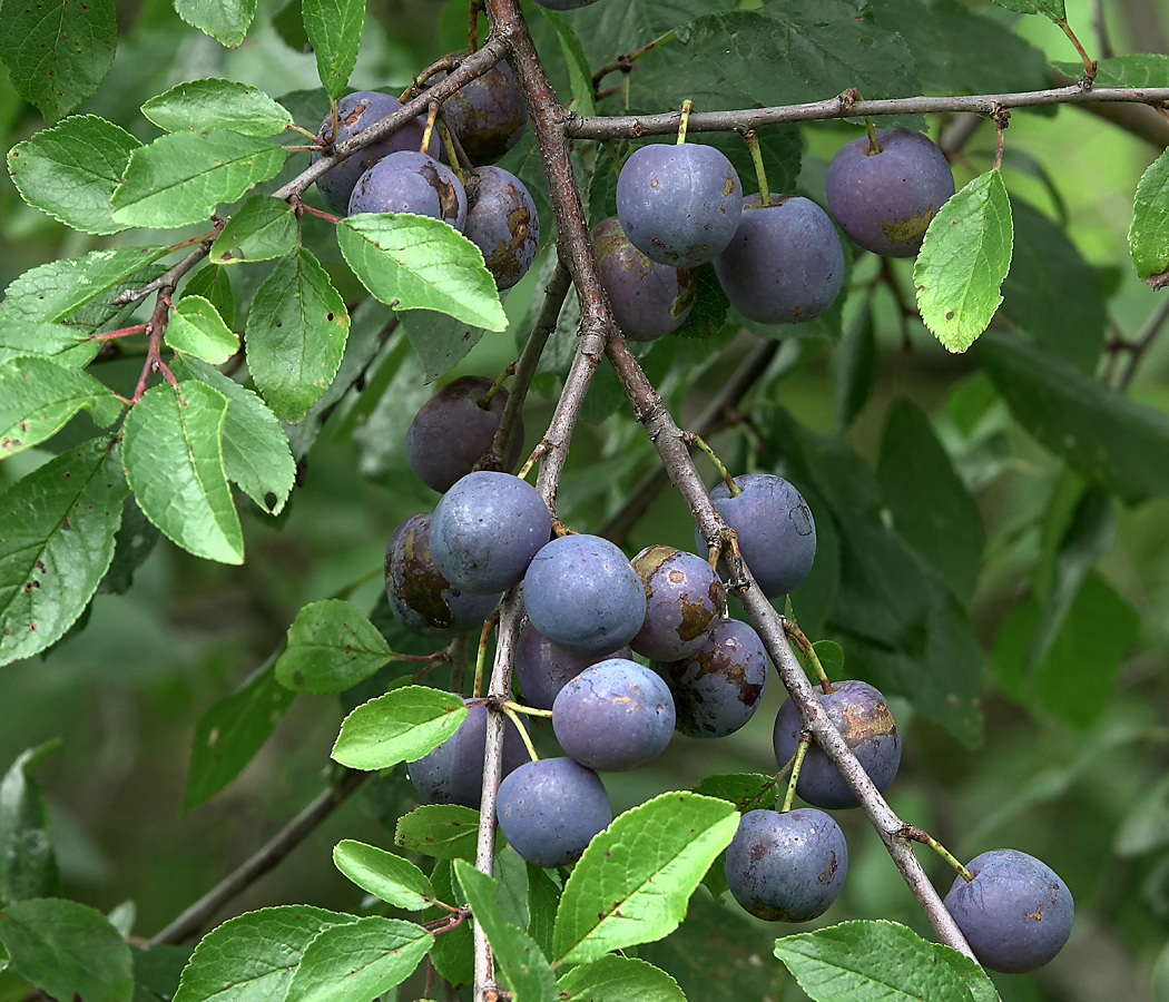 Image of Prunus spinosa specimen.