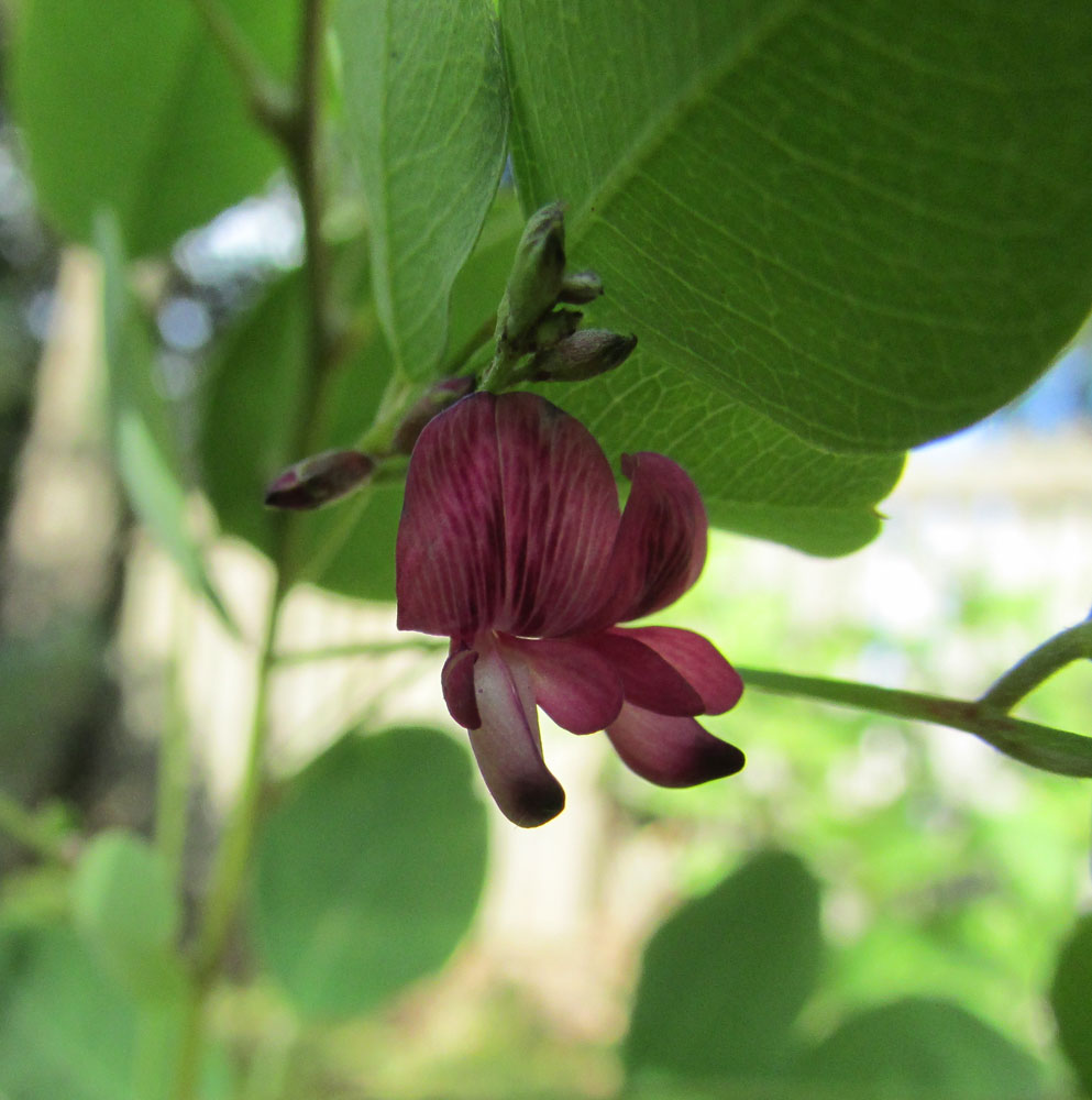 Image of Lespedeza bicolor specimen.