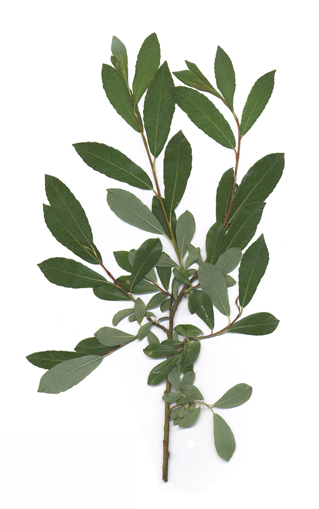 Image of Salix phylicifolia specimen.