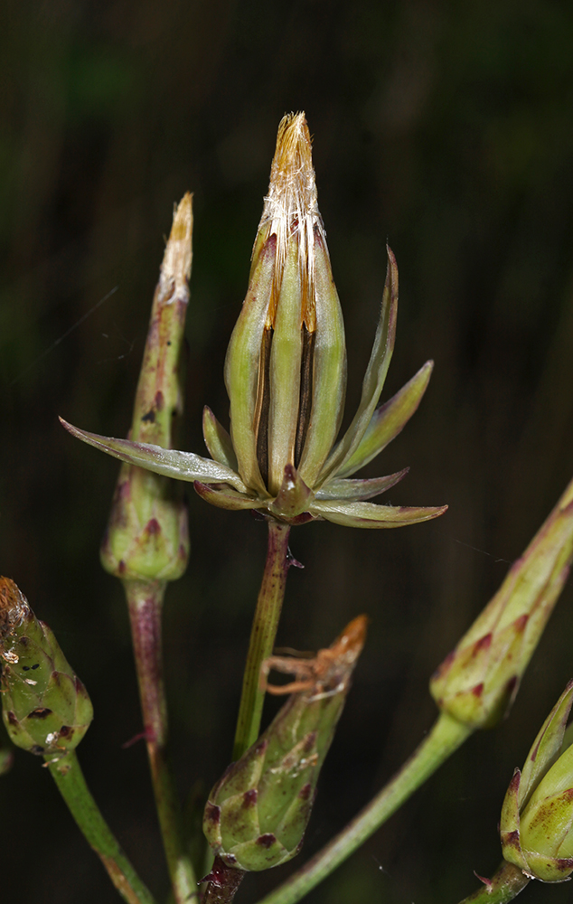 Изображение особи Scorzonera albicaulis.