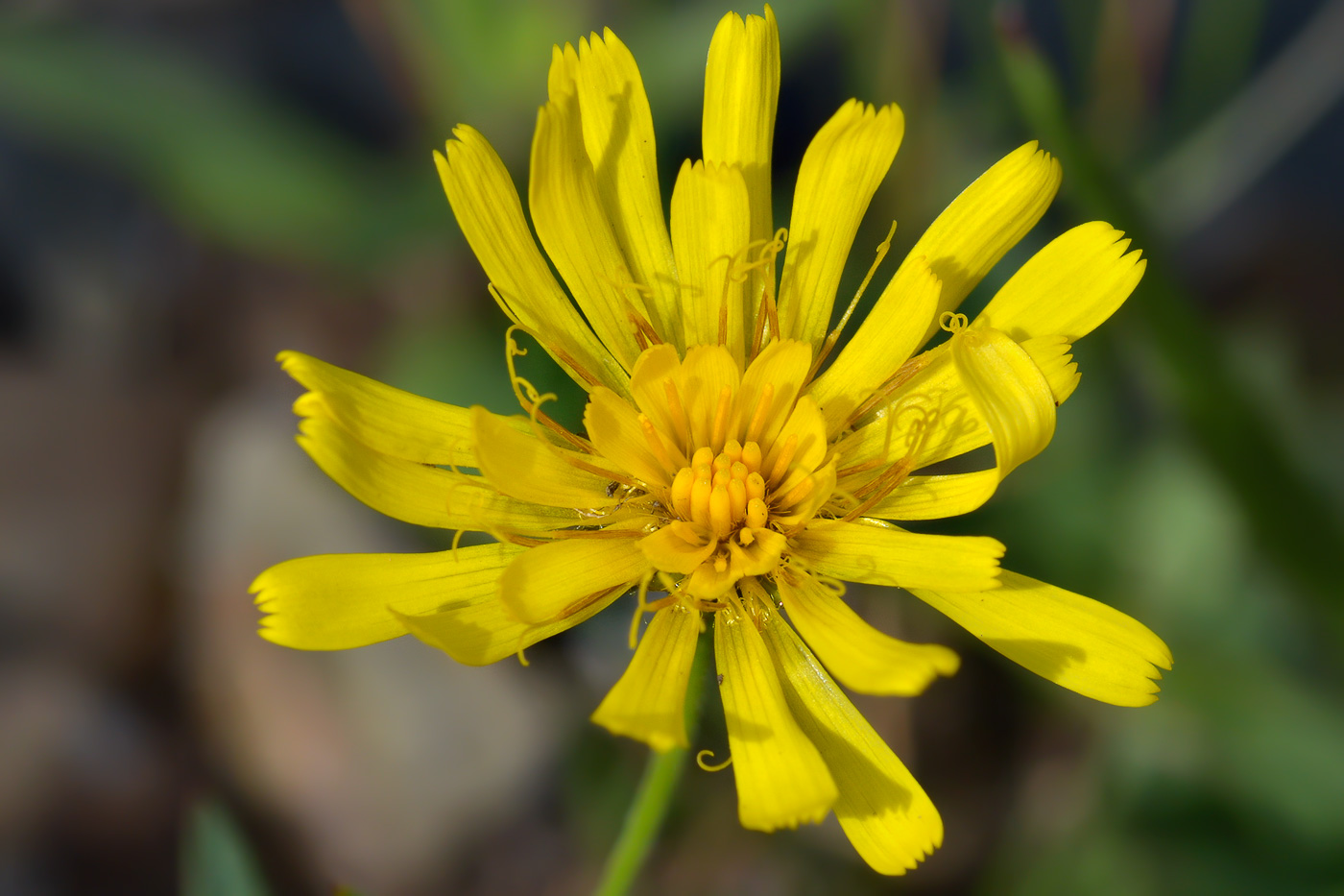 Изображение особи род Hieracium.