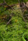 Adonis vernalis. Верхушка вегетирующего растения. Башкортостан, Учалинский р-н, Ильчигуловский сельсовет, окр. дер. Мулдашево, опушка разреженного березняка. 7 сентября 2018 г.