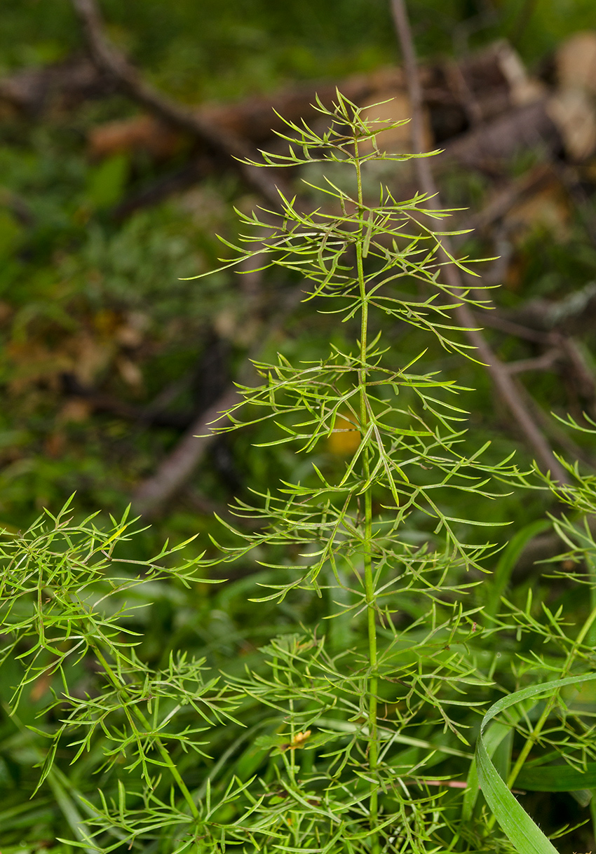 Изображение особи Adonis vernalis.