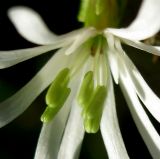 Silene nutans