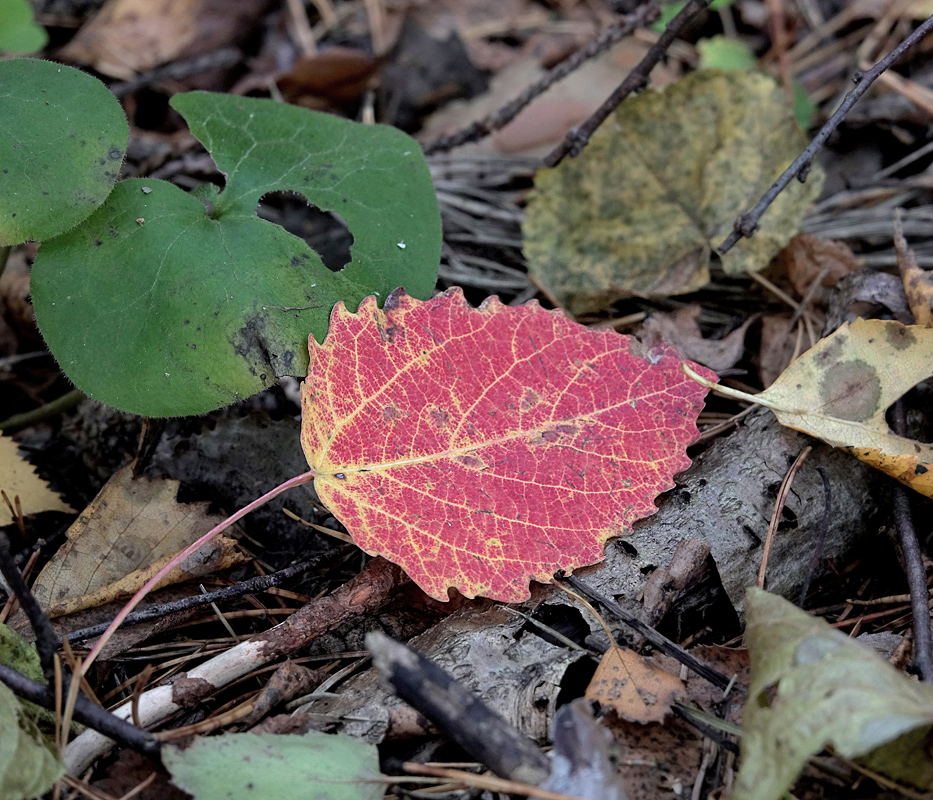 Image of Populus tremula specimen.