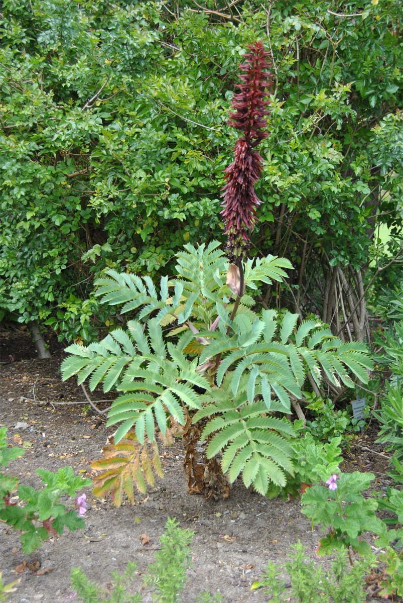 Изображение особи Melianthus major.