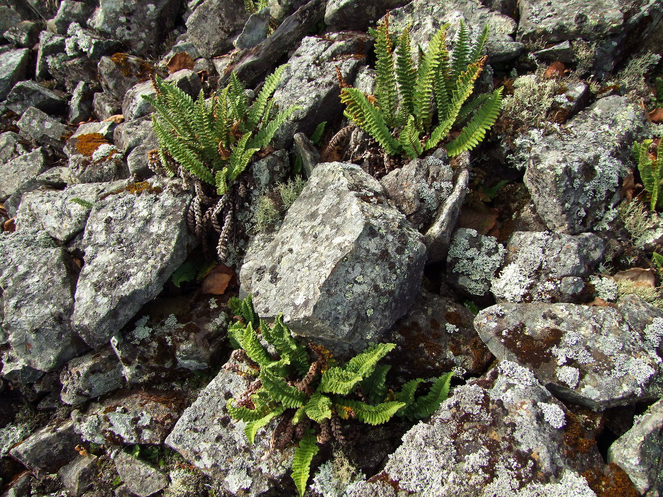 Image of Dryopteris fragrans specimen.