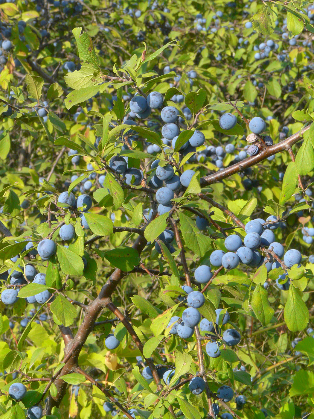 Изображение особи Prunus spinosa.