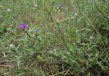 Centaurea aspera