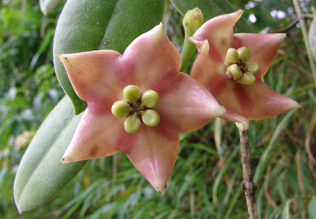 Image of Hoya ruthiae specimen.