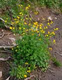 Ranunculus grandifolius