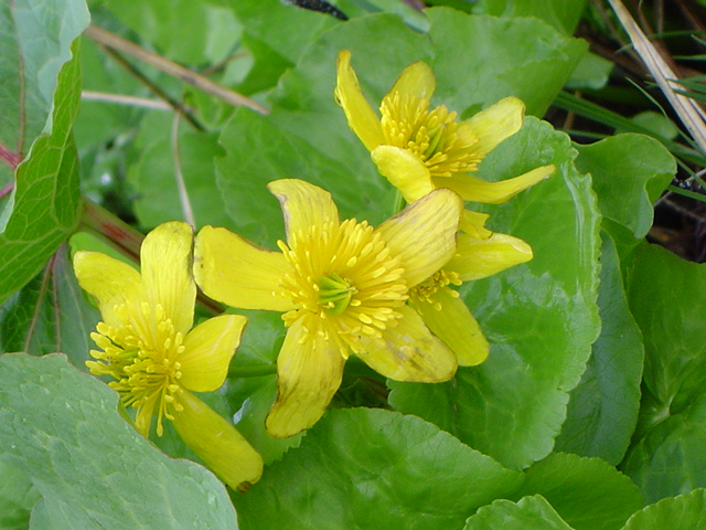 Изображение особи Caltha polypetala.