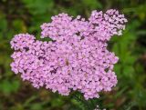 Achillea asiatica