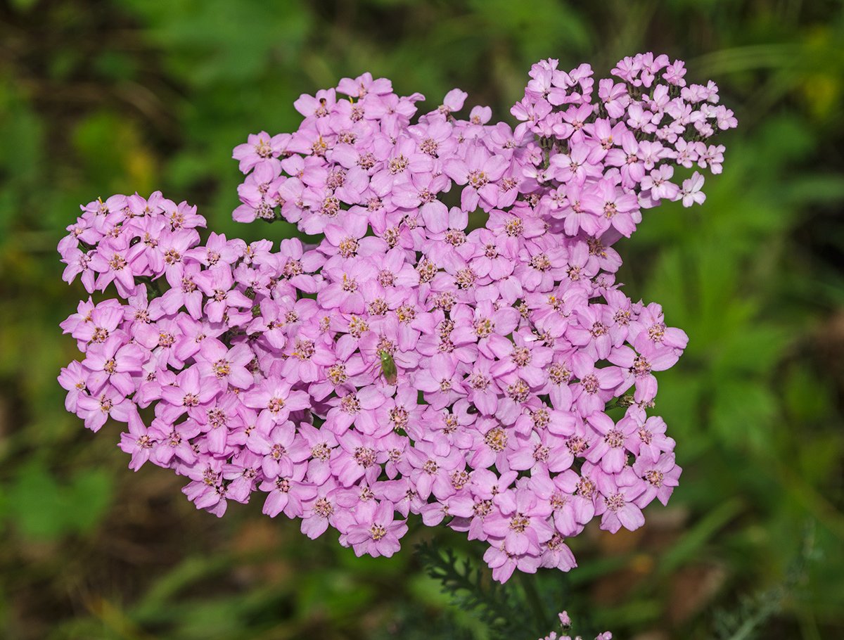 Image of Achillea asiatica specimen.