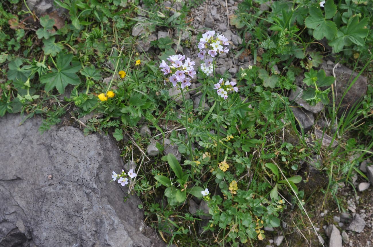 Изображение особи Cardamine uliginosa.