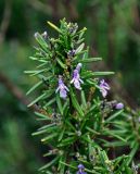 Rosmarinus officinalis