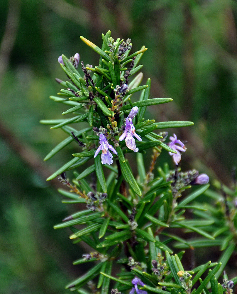 Изображение особи Rosmarinus officinalis.