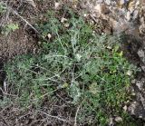 Zosima absinthifolia