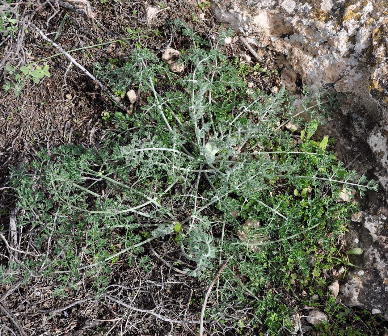 Image of Zosima absinthifolia specimen.