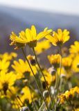 Euryops pectinatus. Верхушки побегов с соцветиями. Израиль, горный массив Хермон, мошав Неве Атив, на камнях, \"беглец\" из культуры. 02.02.2019.