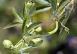 Passiflora edulis