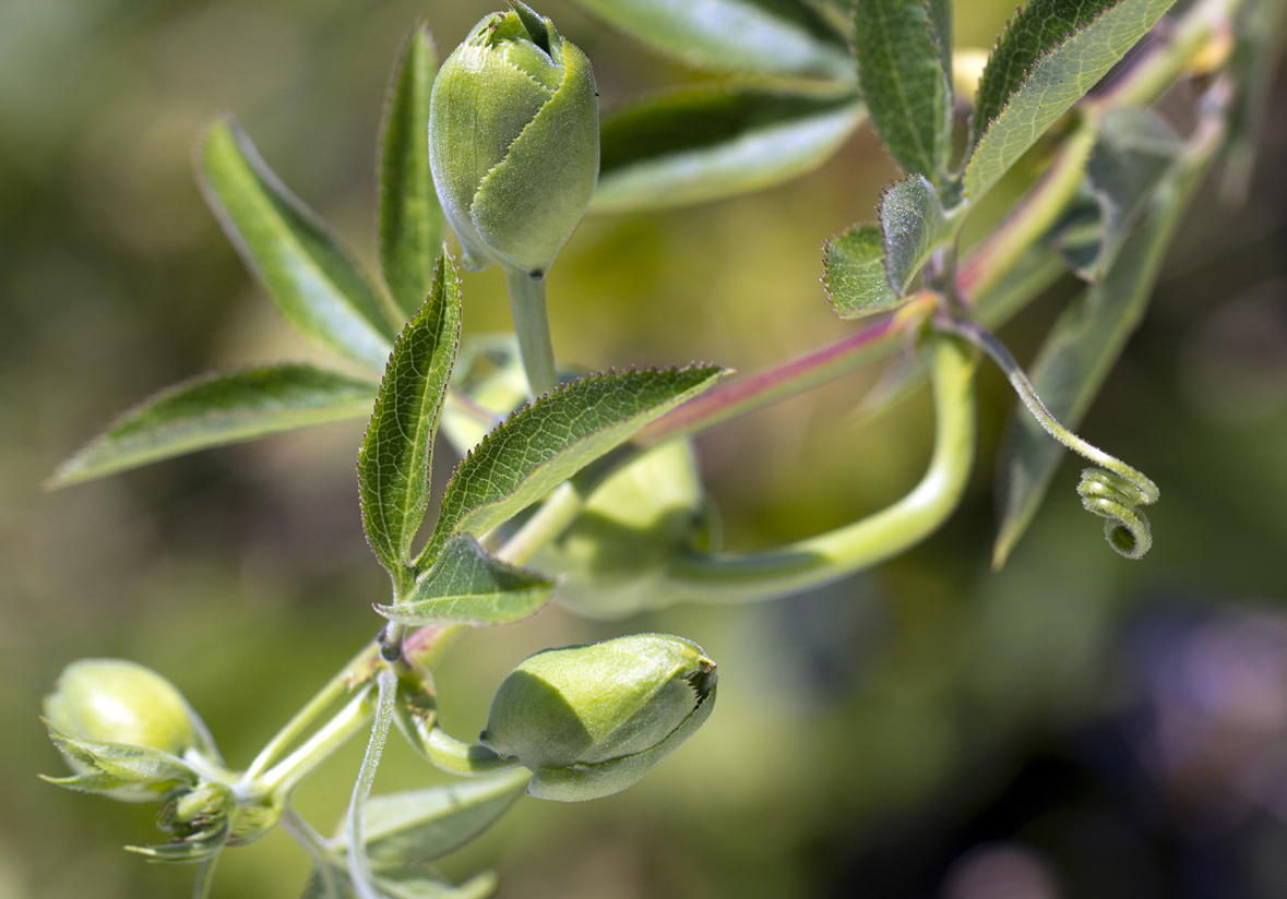 Изображение особи Passiflora edulis.