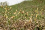 Carex ericetorum