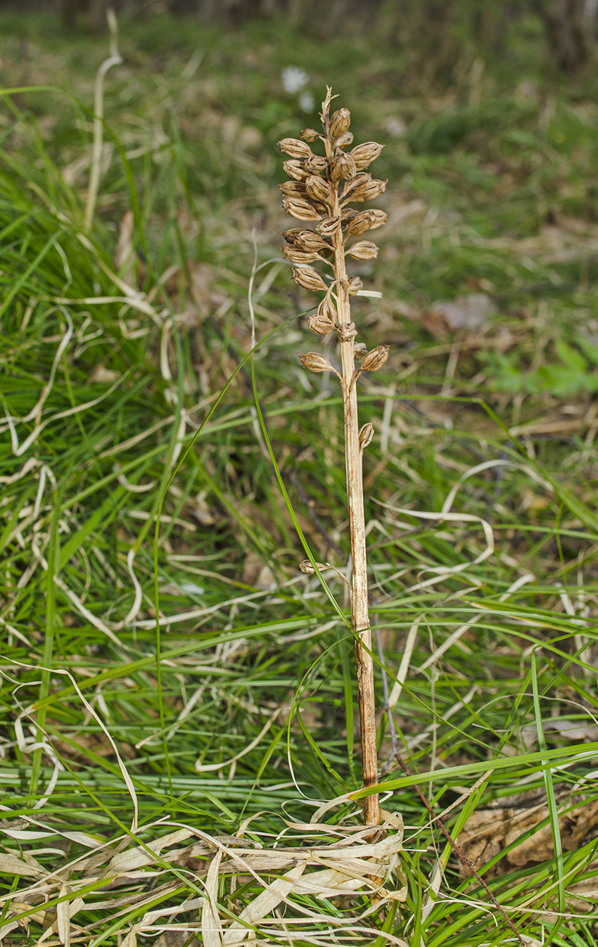 Image of Neottia nidus-avis specimen.