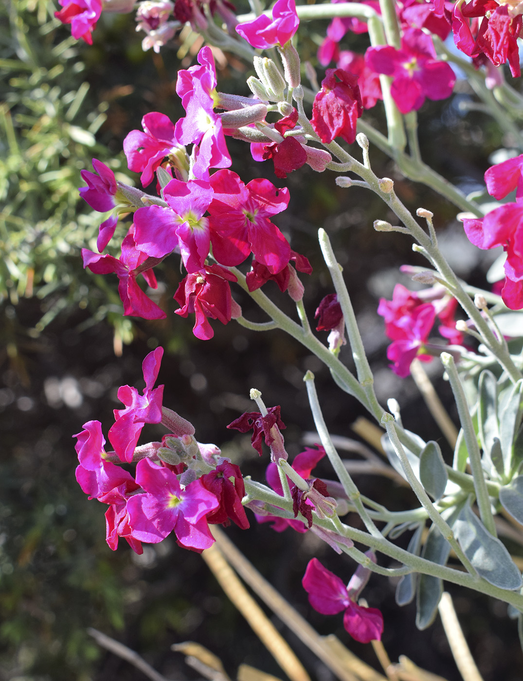 Изображение особи Matthiola incana.