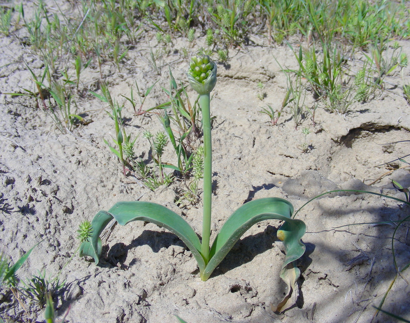 Изображение особи Allium tulipifolium.