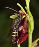 Ophrys insectifera