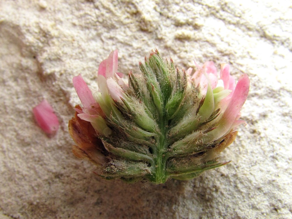 Image of Trifolium bonannii specimen.