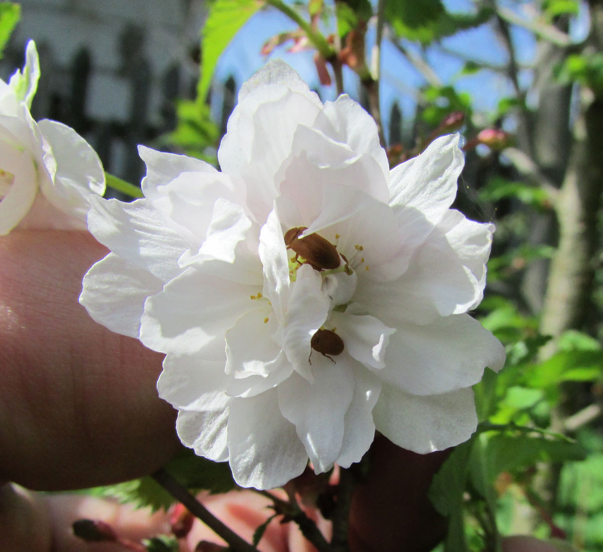 Image of Prunus incisa specimen.